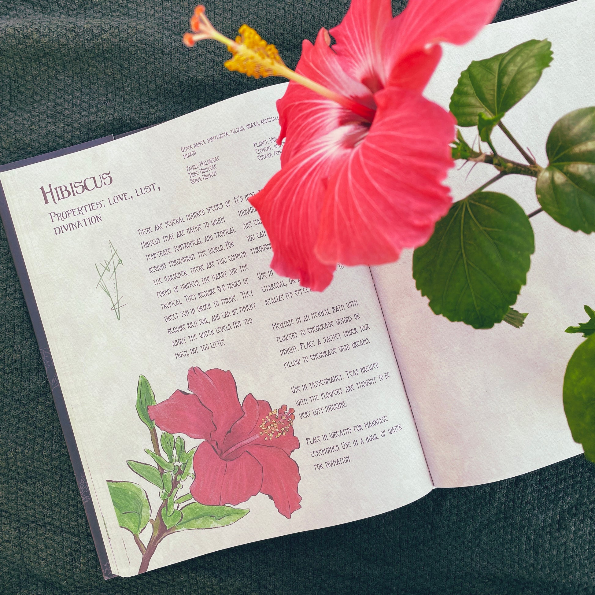 The Likely Herbarium-Likely Tale Prints