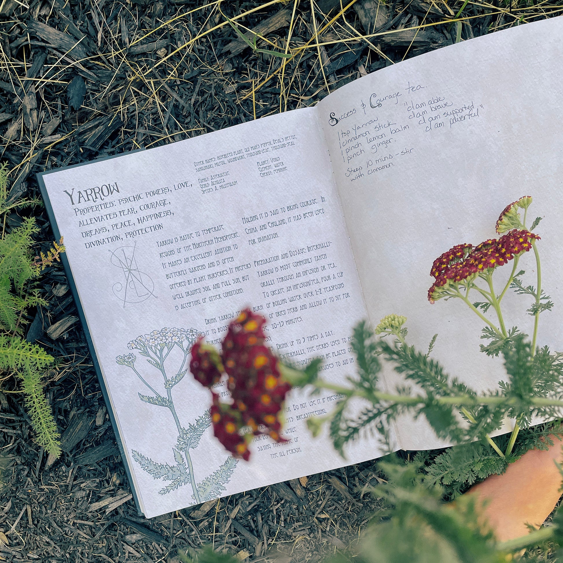 The Likely Herbarium-Likely Tale Prints