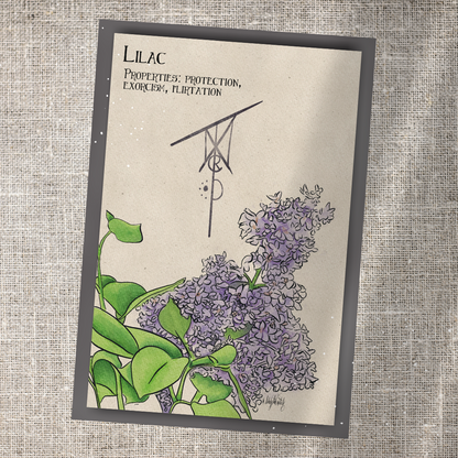 Individual Herbarium Prints-Likely Tale Prints