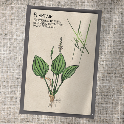 Individual Herbarium Prints-Likely Tale Prints