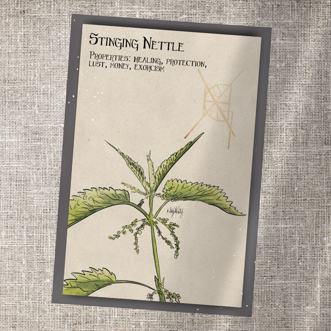 Individual Herbarium Prints-Likely Tale Prints