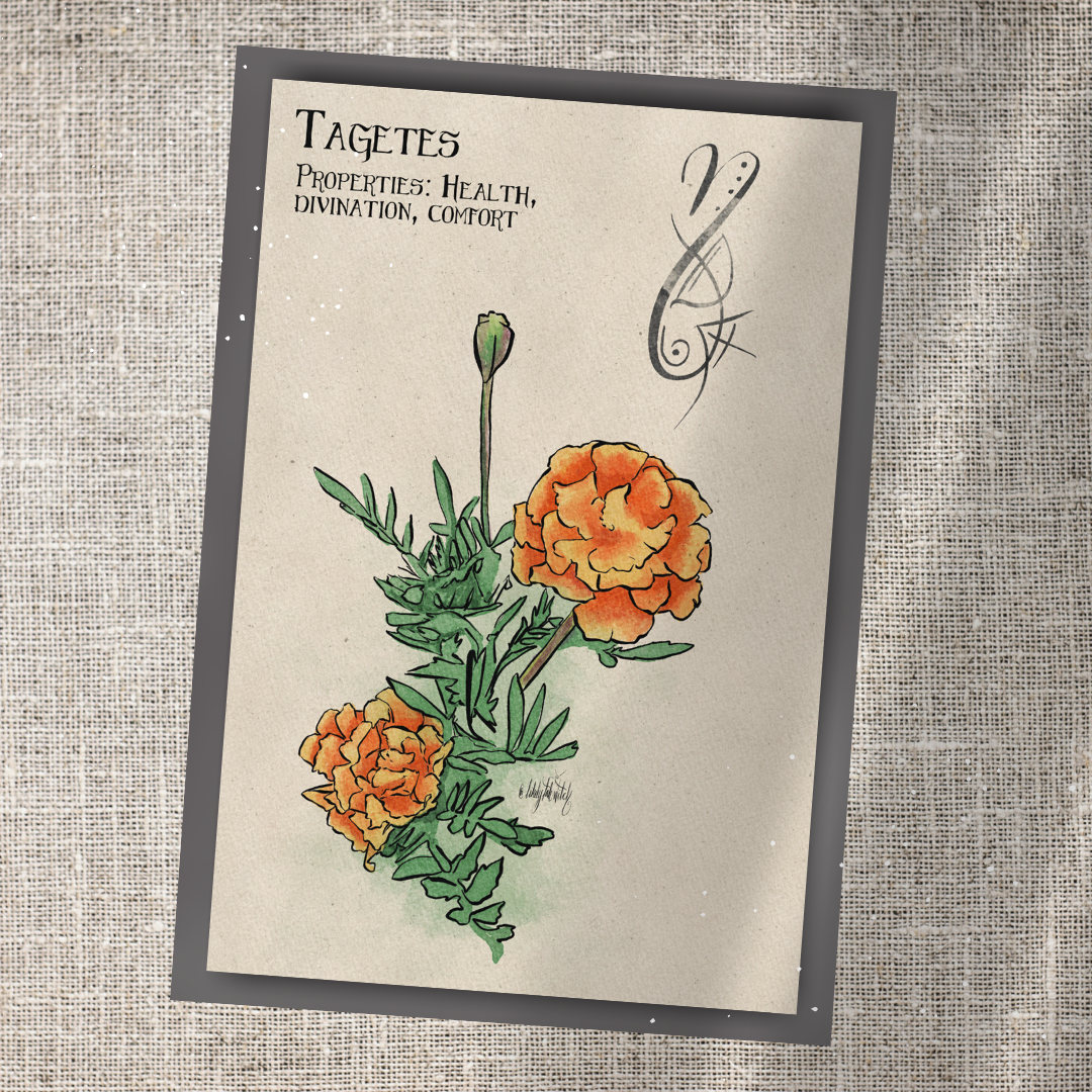 Individual Herbarium Prints-Likely Tale Prints