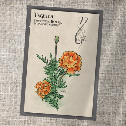 Individual Herbarium Prints-Likely Tale Prints