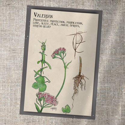 Individual Herbarium Prints-Likely Tale Prints